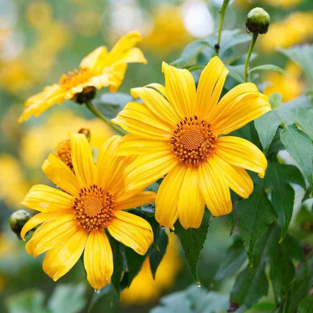 yellow mexican flower seeds