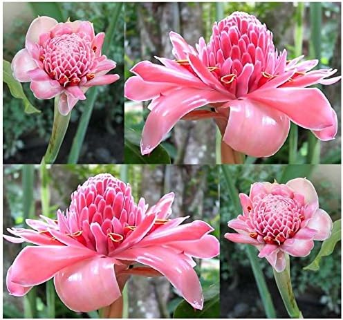 Fresh Etlingera Elatior Flower Seeds for Planting, Light Pink 100 pcs