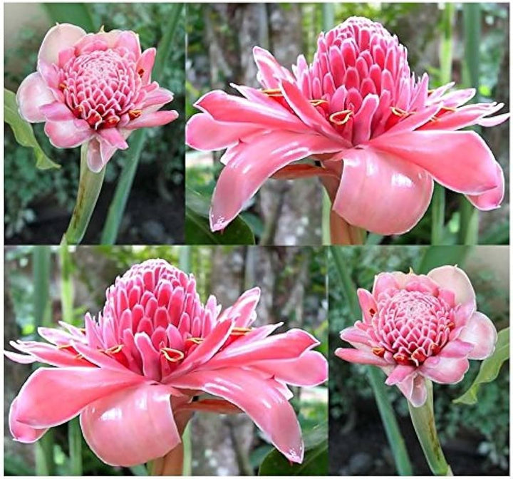 Etlingera Elatior Mixed Colour Flower Seeds for Planting 100 pcs