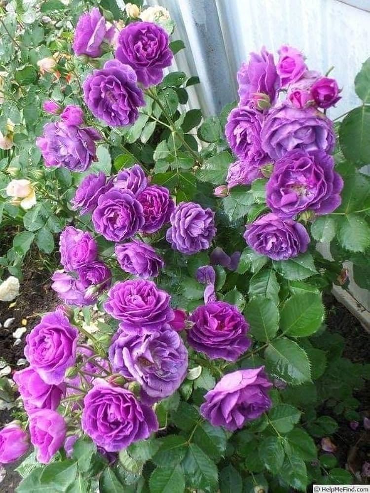 purple pink flower seeds