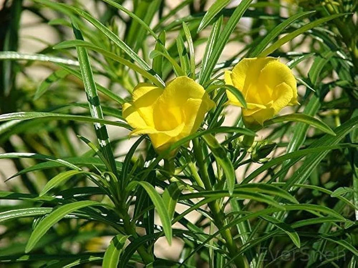 Gule alpeflaskebørste blomsterfrø til plantning - 100 stk