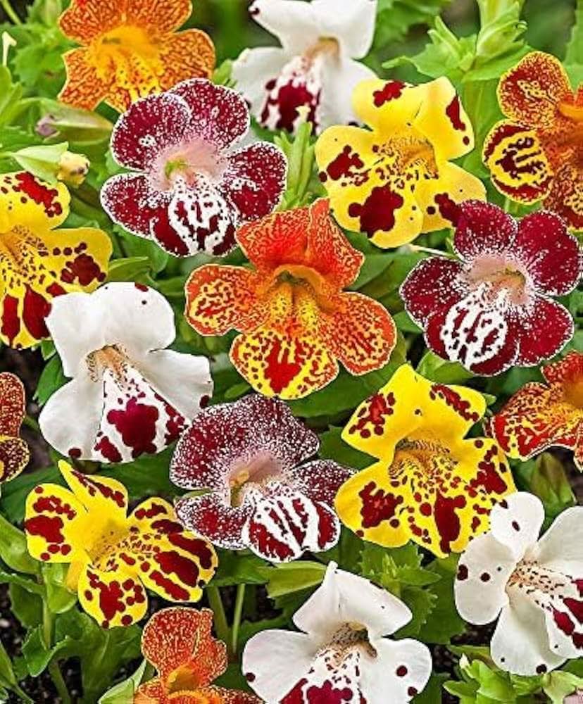 white mimulus flower seeds