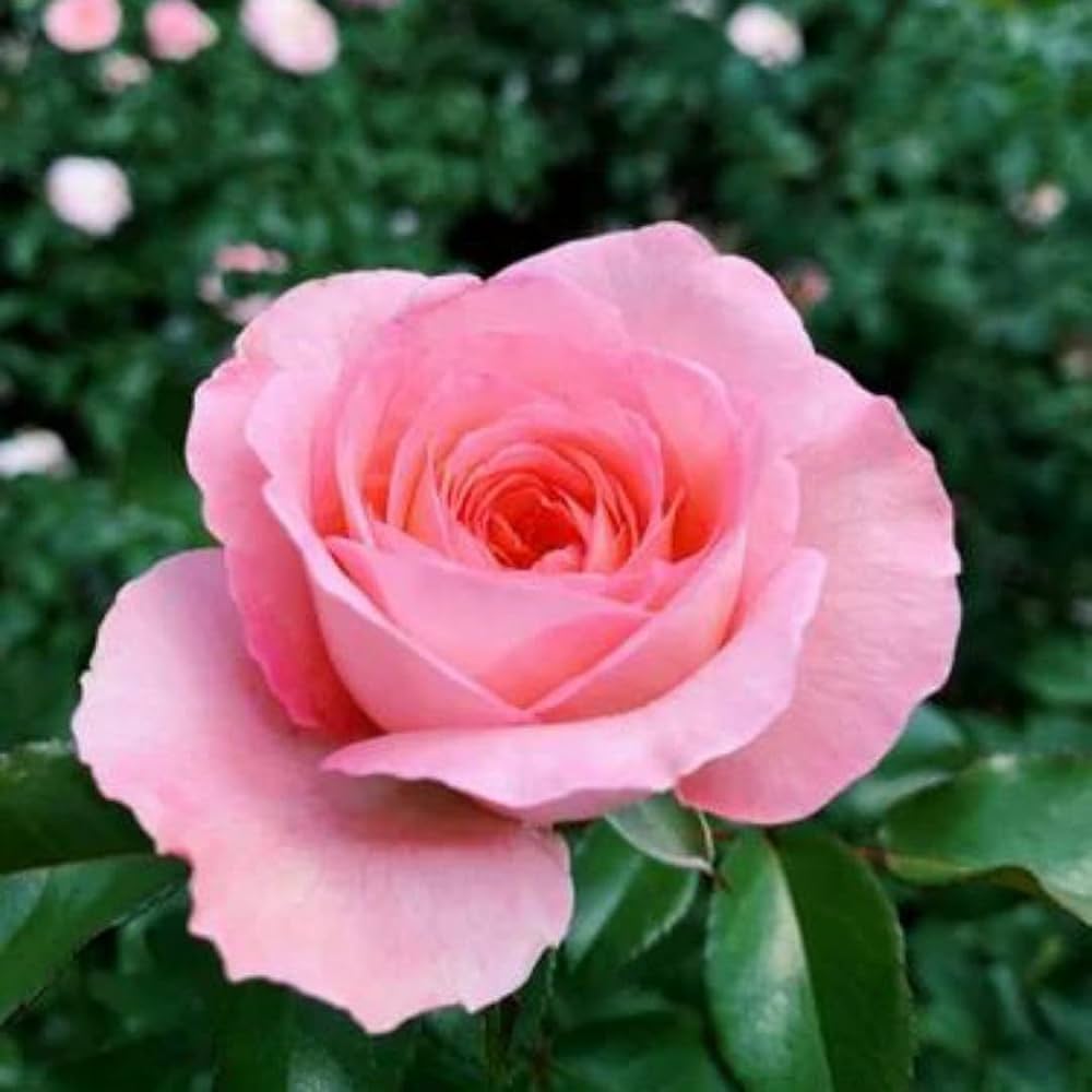 Fresh Rose Flower Seeds for Planting, Pink 100 pcs