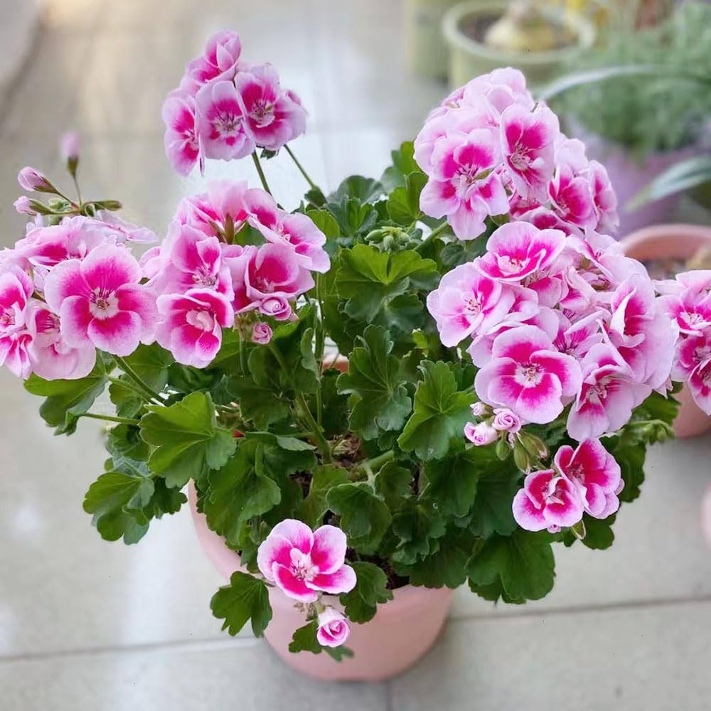 geranium flower flower seeds