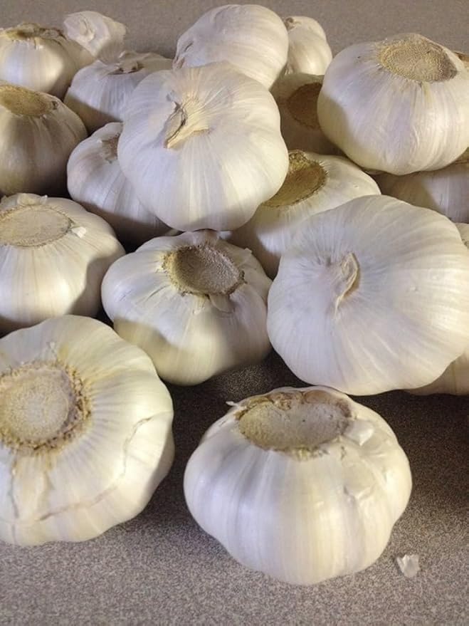 Garlic Softneck Bulbs for Planting – High Yield, Non-GMO, Cold-Hardy Garlic Seeds