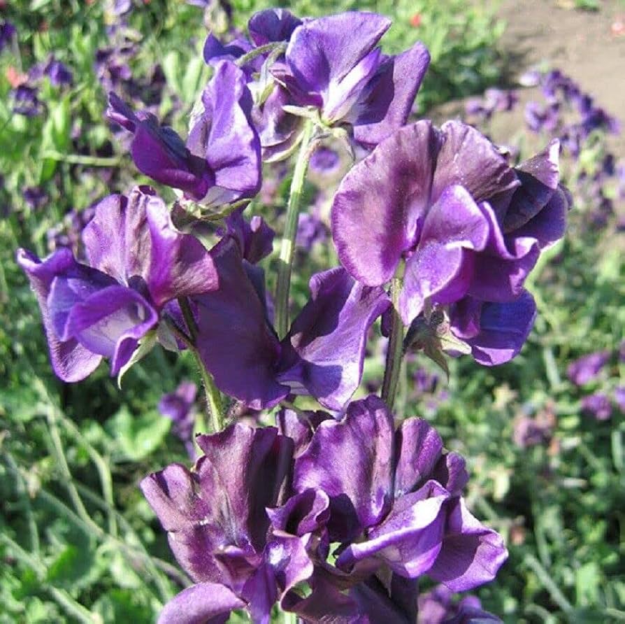 blue sweet flower seeds