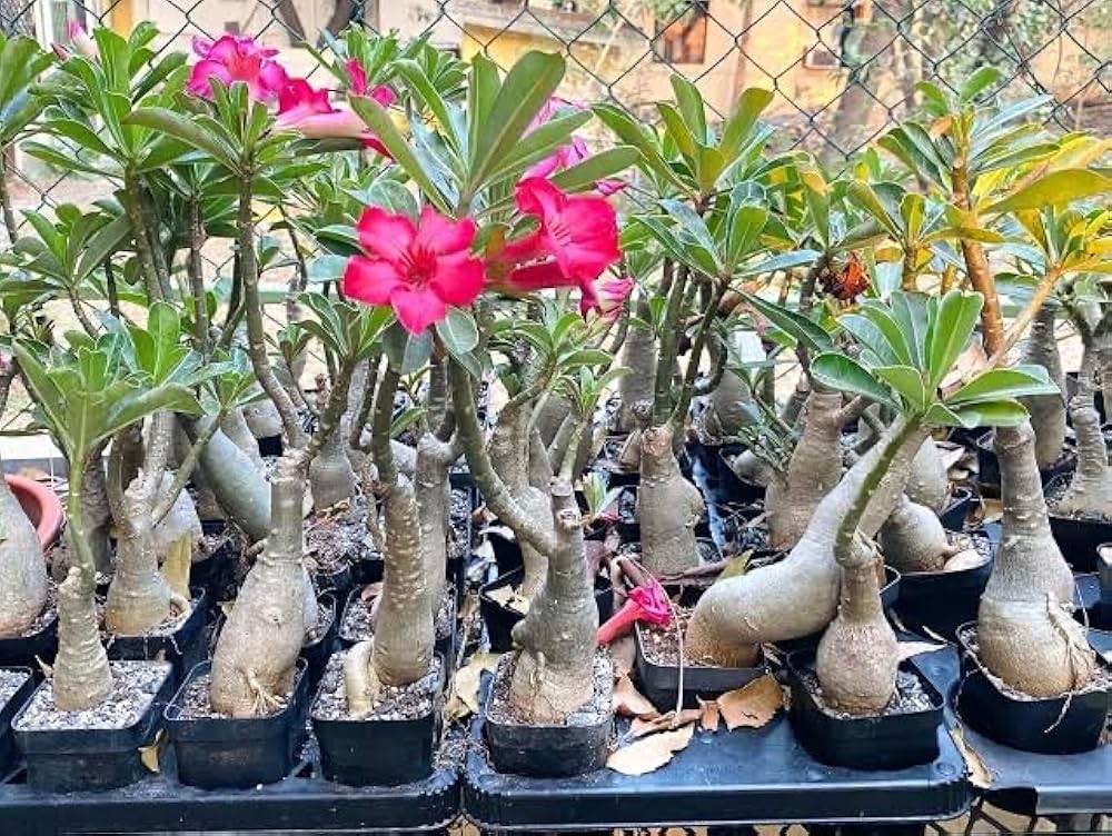 spring bonsai flower seeds