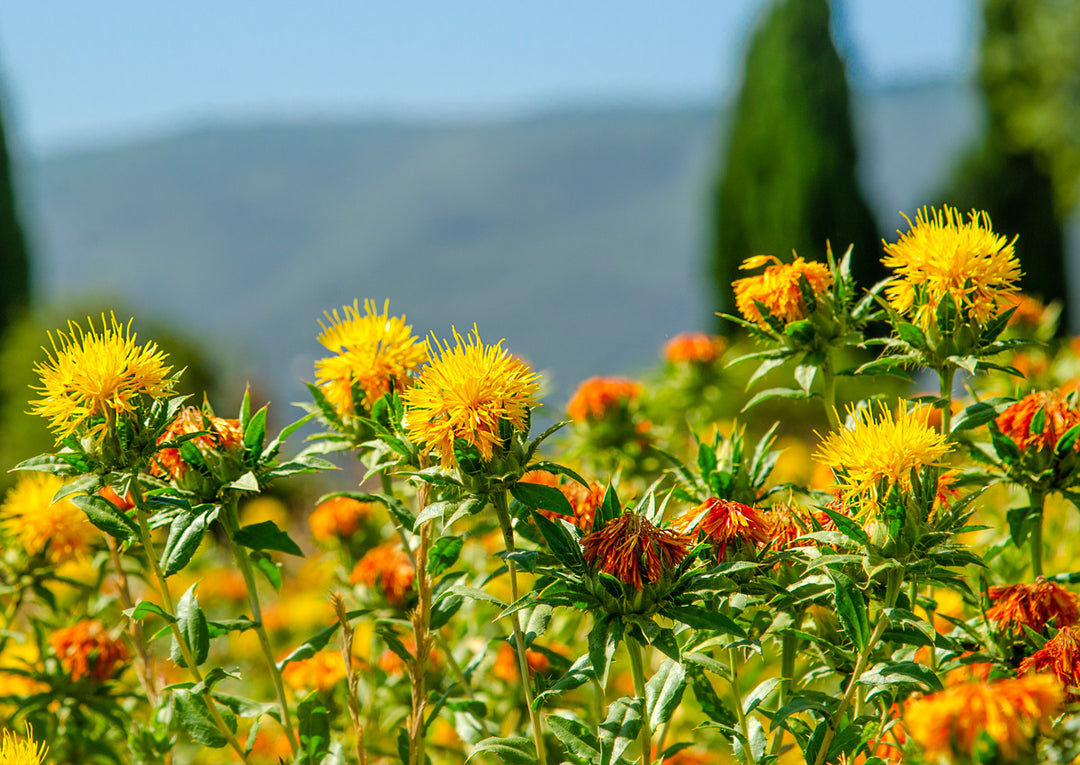 where to buy safflower seeds for planting Heirloom Non-GMO Safflower Seeds – Neeraseeds