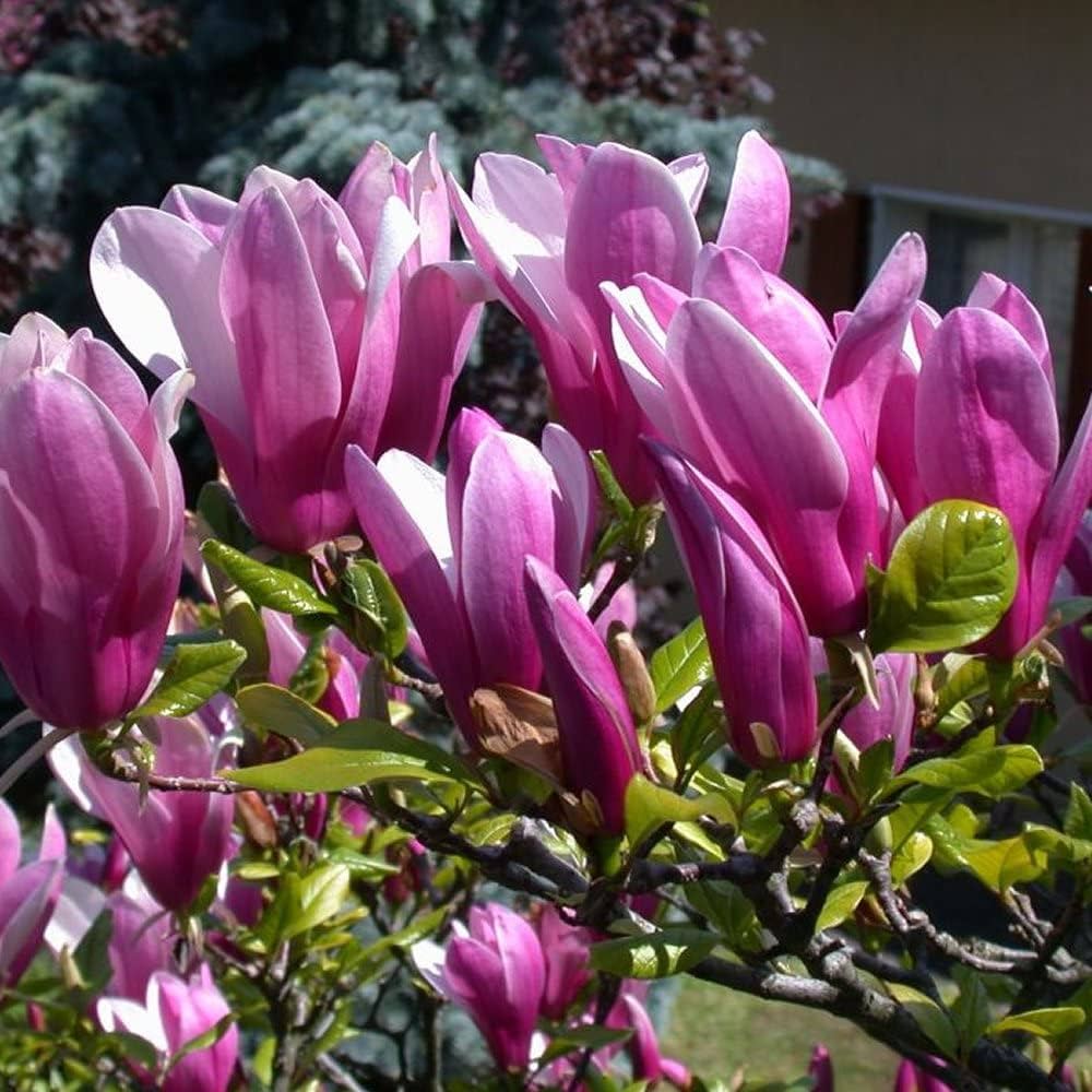 purple magnolia flower seeds