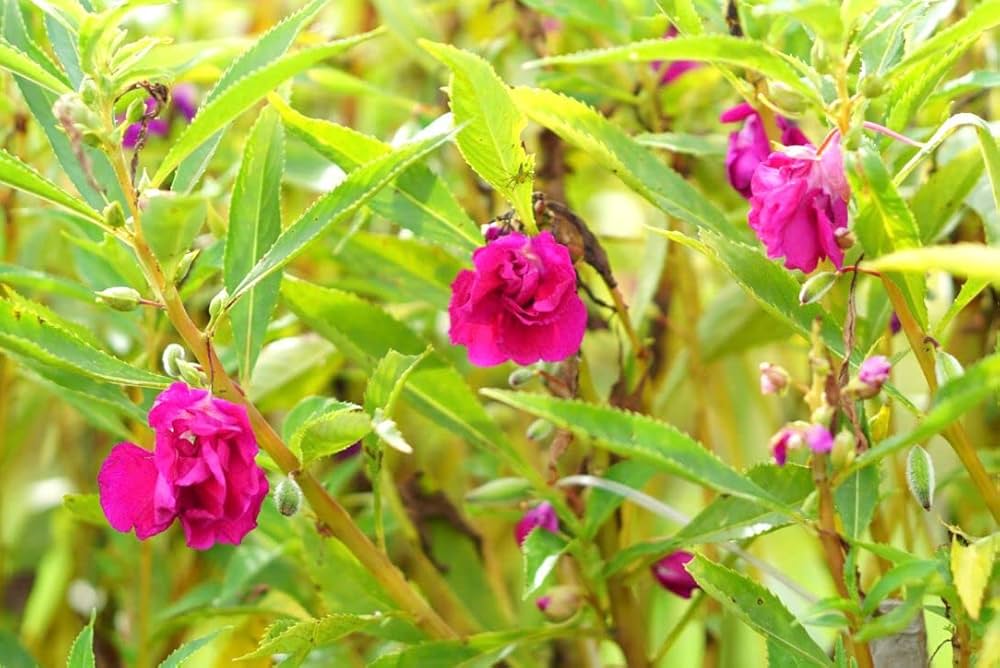 bee balm flower seeds