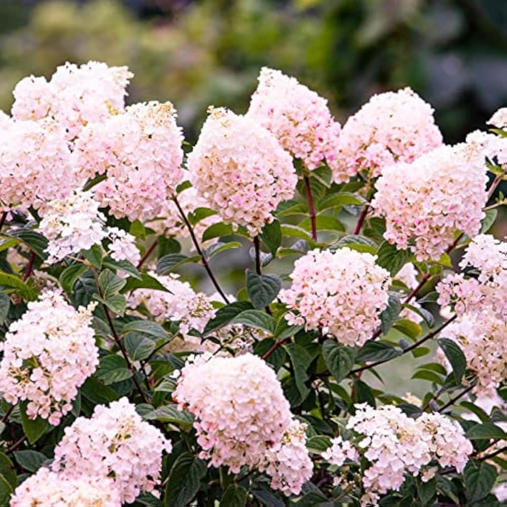 panicle hydrangea flower seeds