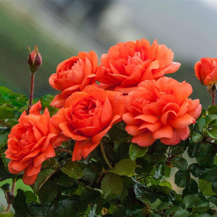 Orange Climbing Rose Flower Seeds for Planting – Heirloom Non-GMO Garden Seeds