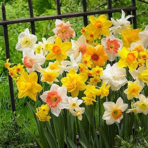 Gul Mix Dobbelt kronblade Narcissus Blomsterfrø til udplantning - 100 stk