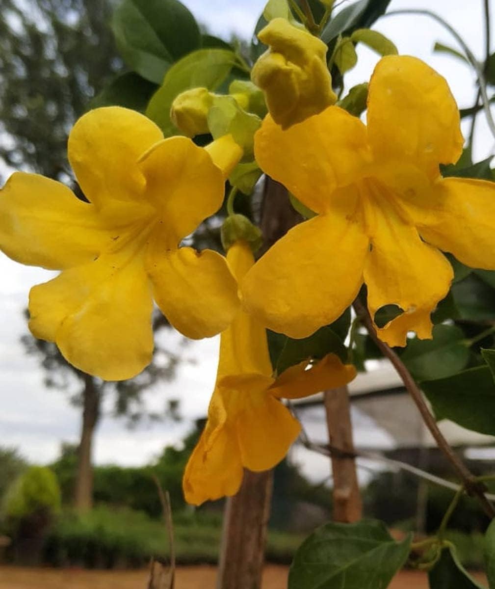 macfadyena unguis flower seeds