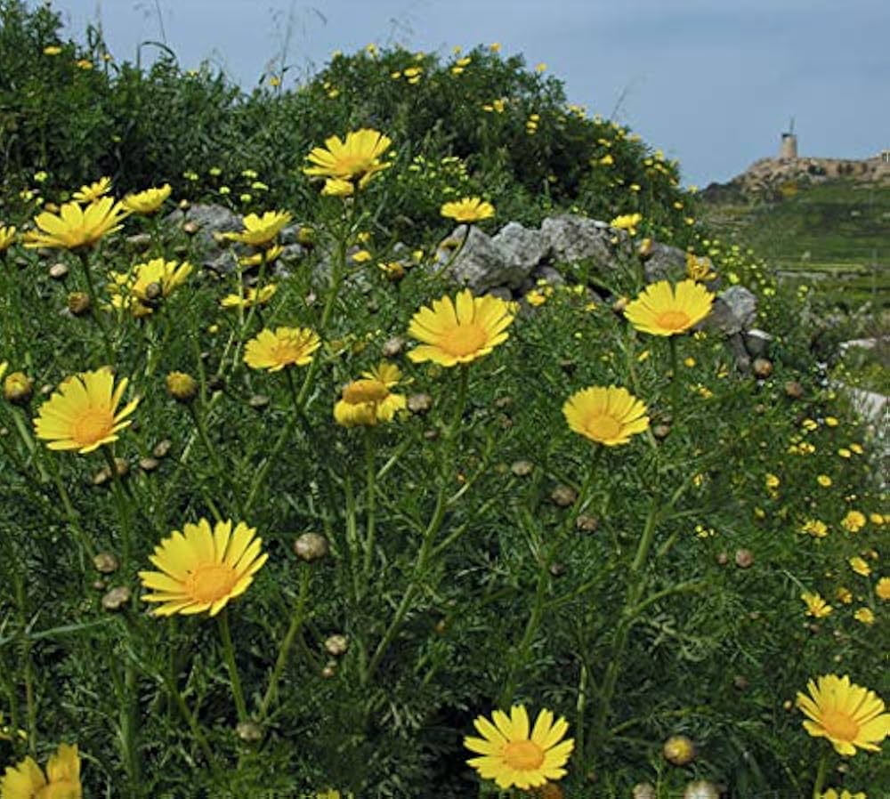 crown daisy flower seeds