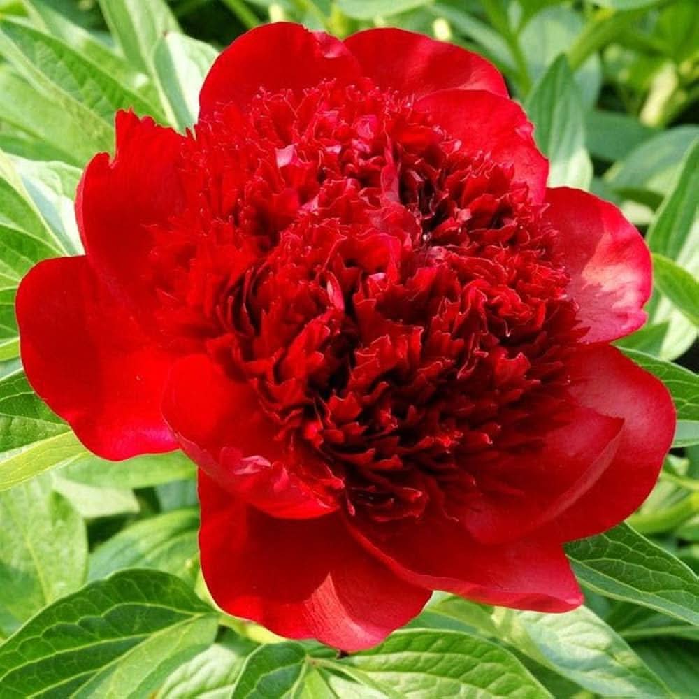 peony paeonia flower seeds
