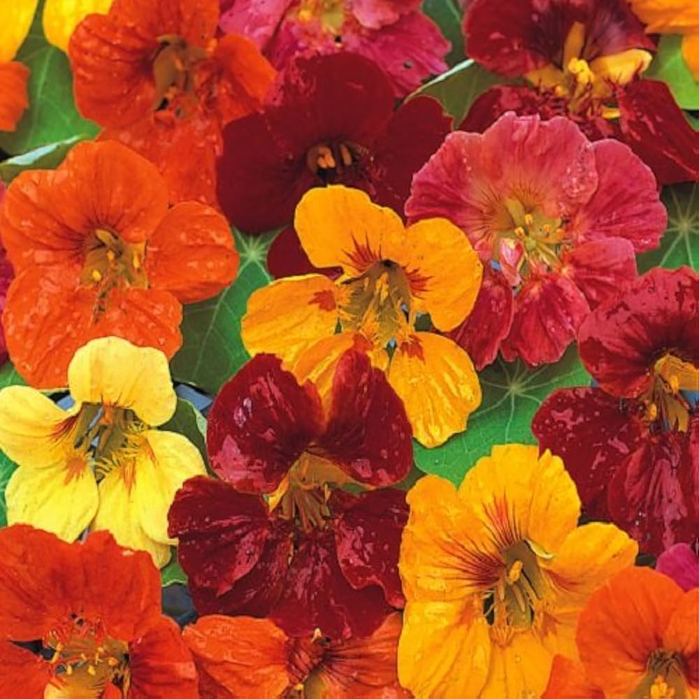 Heirloom Nasturtium Jewel Seeds – Non-GMO Flower Seeds for Planting | High Germination Organic Garden Blooms