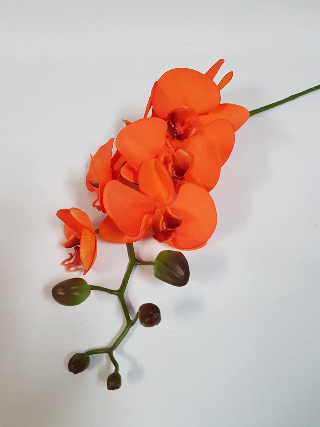 orange phalaenopsis flower seeds