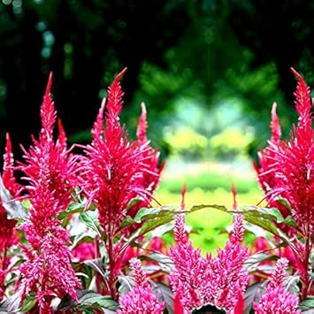 Flower Seeds, Seeds for Planting, Plant Seeds