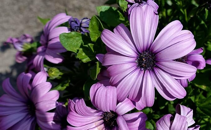 Lysviolet Gerbera Blomsterfrø til udplantning 100 stk