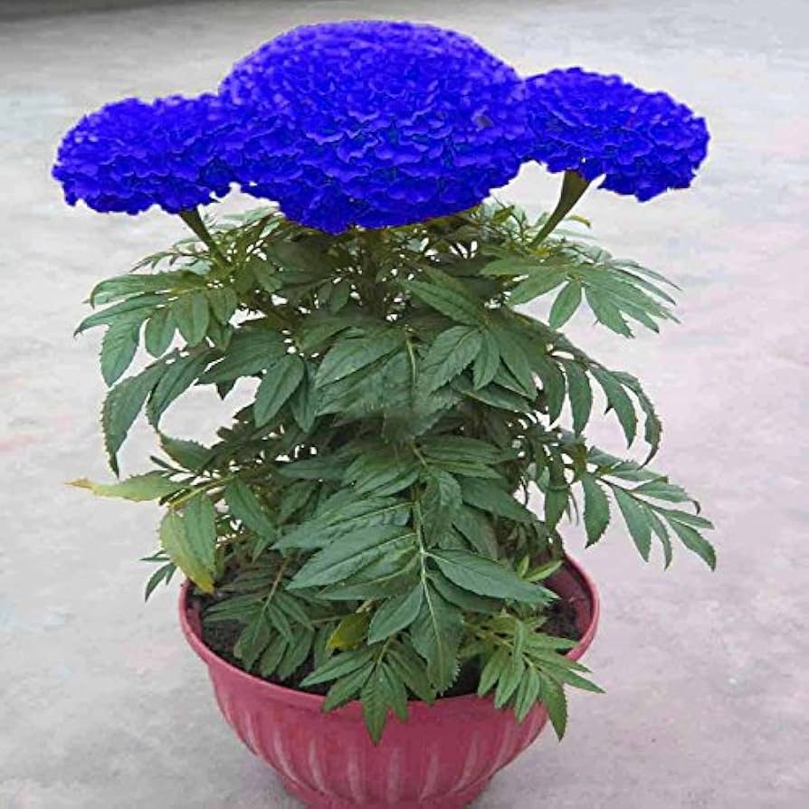 Heirloom Non-GMO Marigold Flower Seeds for Planting – Vibrant Blooms for Garden & Pots