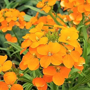 orange siberian flower seeds