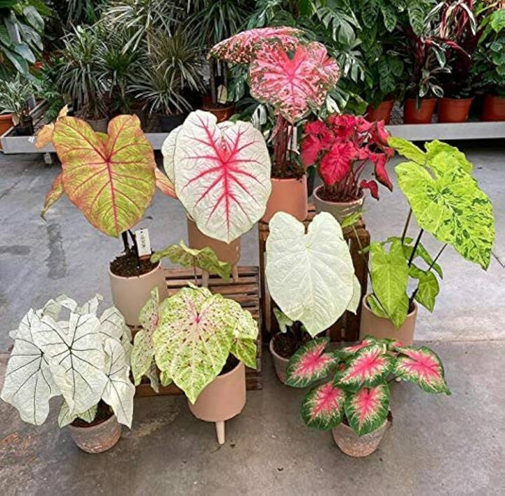 Caladium Bicolor Mixed Flower Seeds for Planting 100 pcs