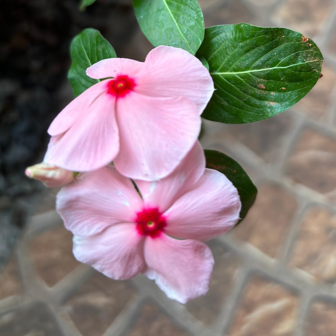 Periwinkle Vinca Baby Pink Blomsterfrø til udplantning 100 stk