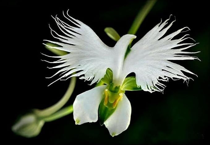 Orchid Green flower seeds for ornamental home garden
