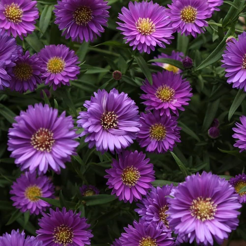 purple aster flower seeds