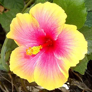 Yellow Pink Hibiscus Flower Seeds - 200 pcs