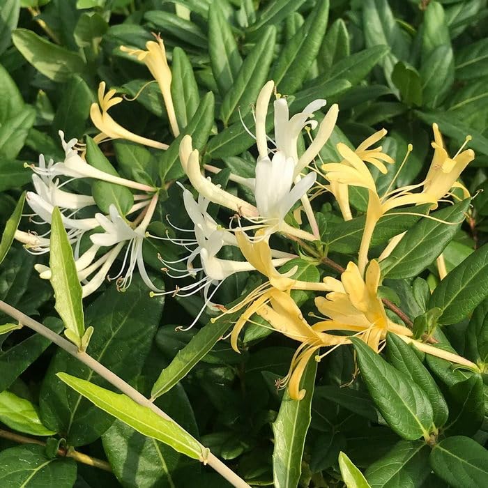 honeysuckle vine flower seeds