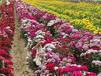 Flower Seeds, Seeds for Planting, Plant Seeds