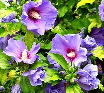 Flower Seeds, Seeds for Planting, Plant Seeds