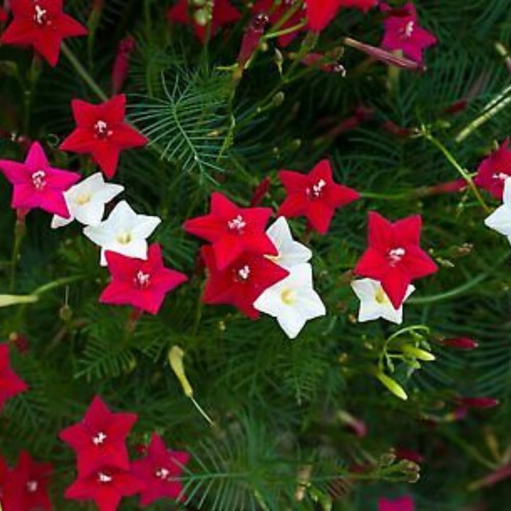 cypress vine flower seeds
