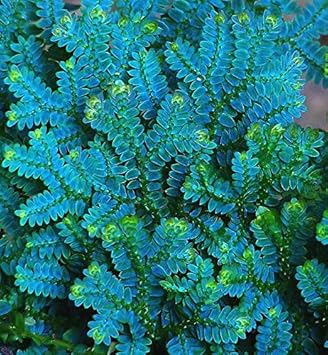 Flower Seeds, Seeds for Planting, Plant Seeds