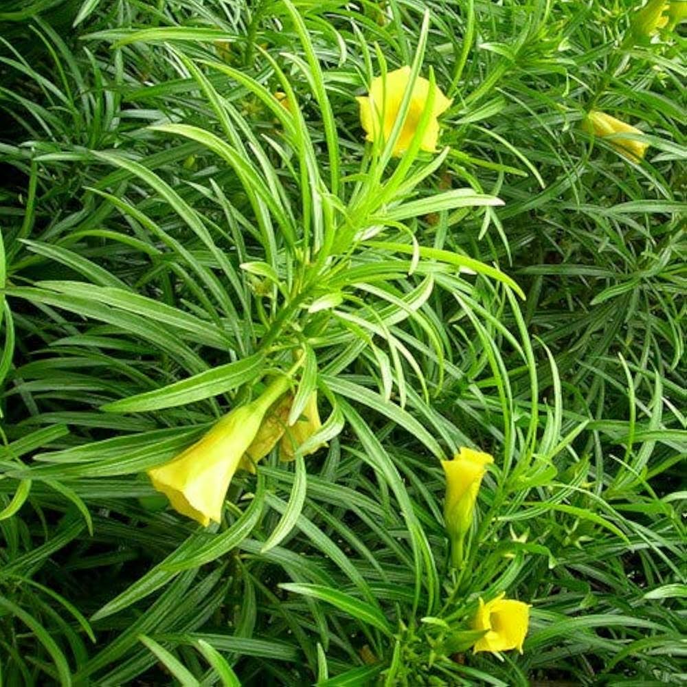 yellow oleander flower seeds