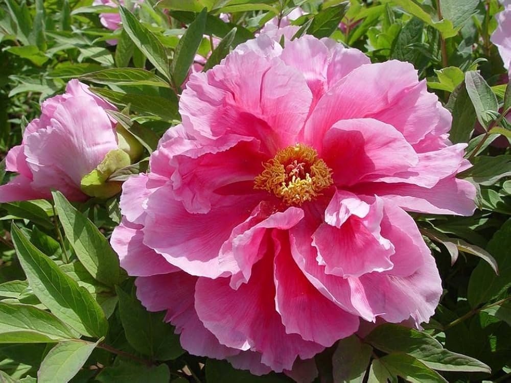 Siberian Rose Fernleaf Peony Flower Seeds for Planting 100 pcs