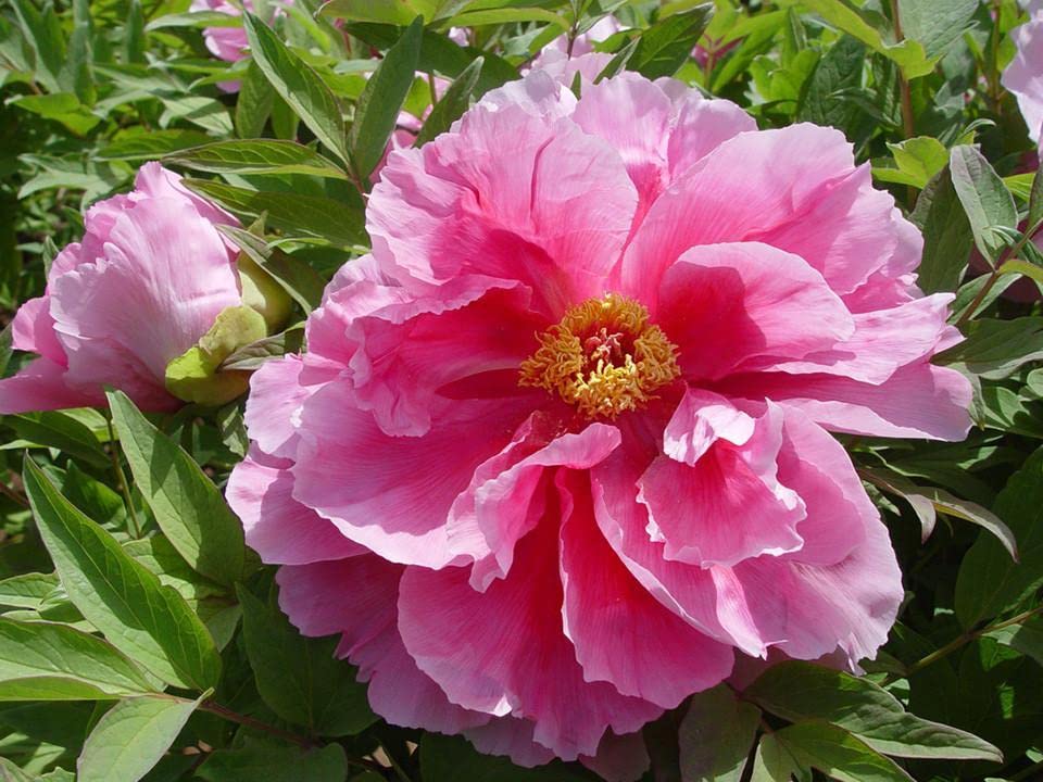 chinese peony flower seeds
