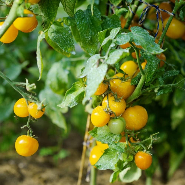 Yellow Tomato Seeds for Planting