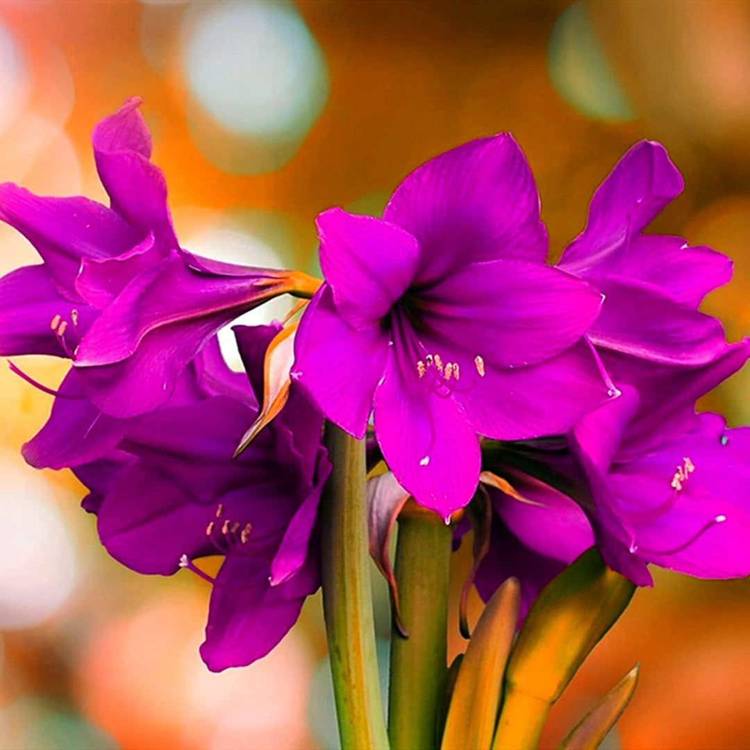 amarillo flower seeds Purple Amaryllis Flower Seeds for Planting – Heirloom, Non-GMO, High Germination Bulbous Garden Seeds