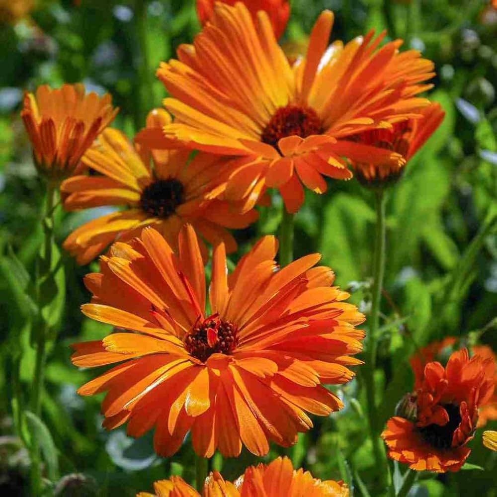 blue calendula flower seeds
