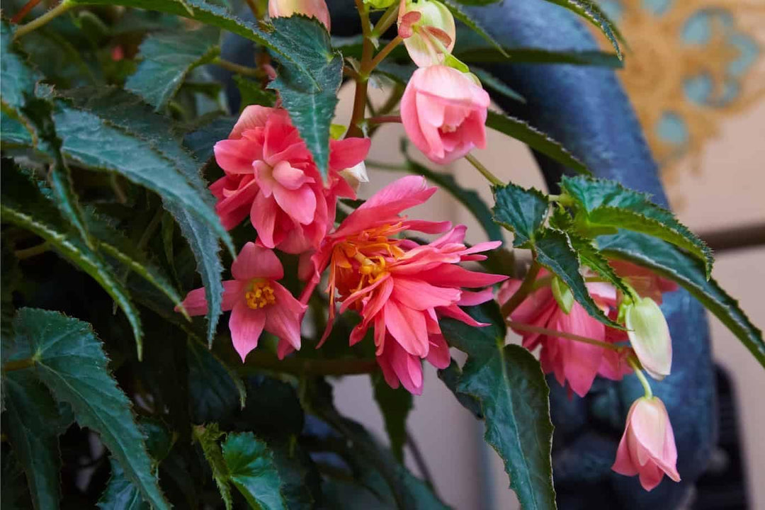 begonia boliviensis flower seeds