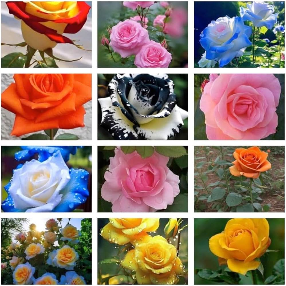 street lamp flower seeds