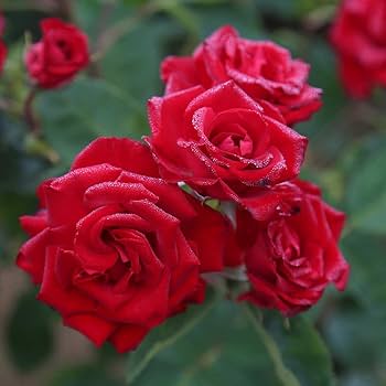 Red Climbing Rose Flower Seeds for Planting – Heirloom, Non-GMO, High Germination Organic Garden Seeds