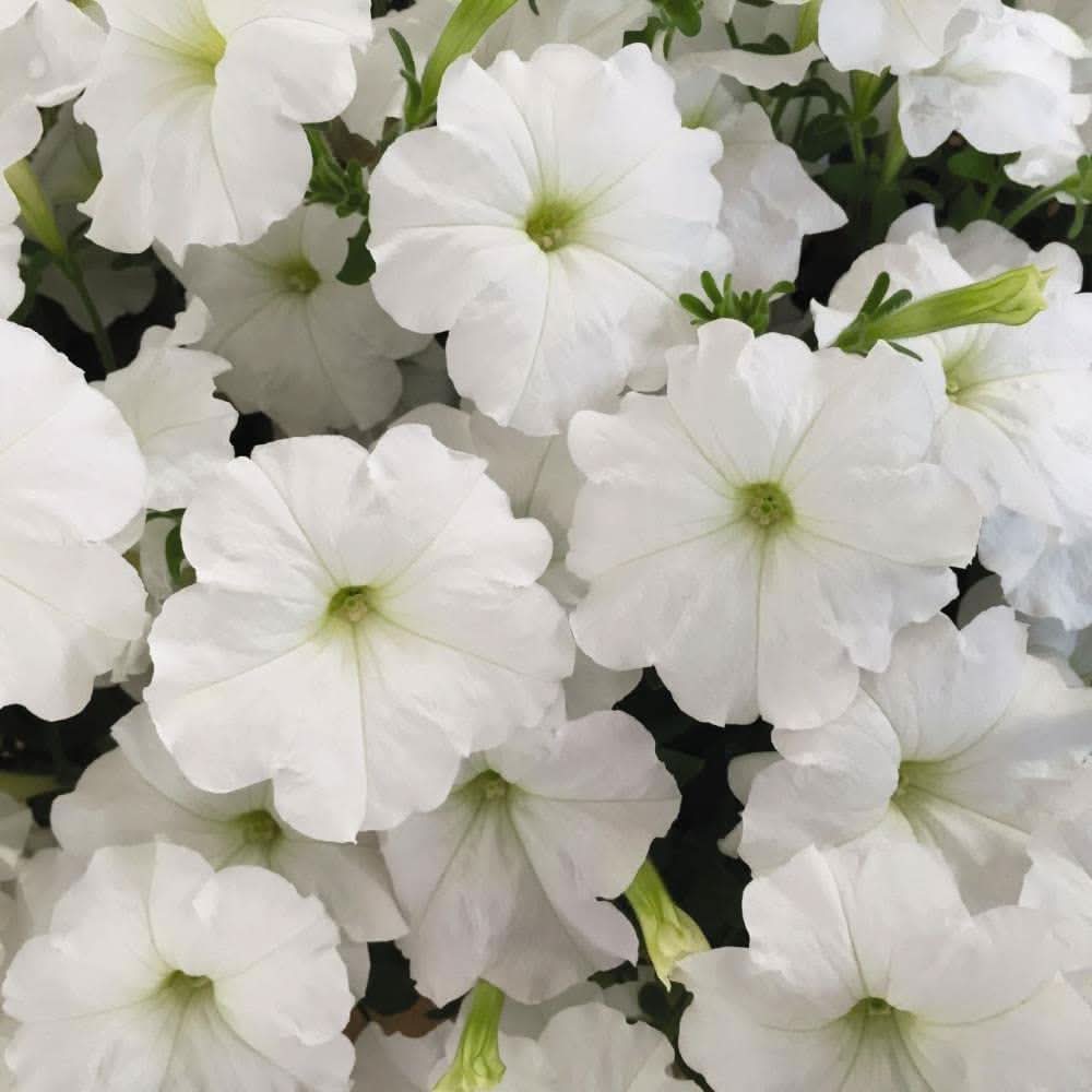 petunia petunia flower seeds