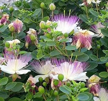 capparis spinosa flower seeds