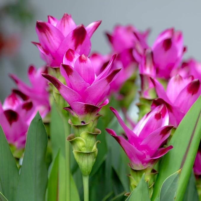 Curcuma lyserøde blomsterfrø til plantning 100 stk