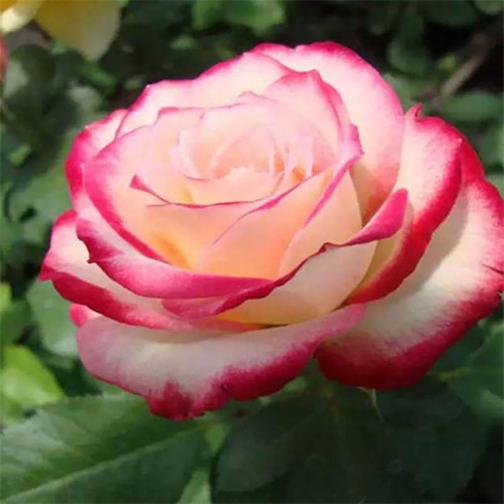 Osiria Rose Flower Seeds for Planting - Pink 100 pcs