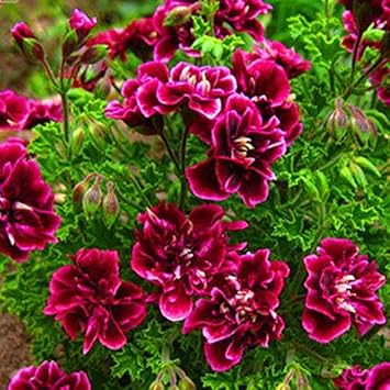 burgundy geranium flower seeds
